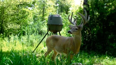 Tips for Attracting More Deer to Your Feeder