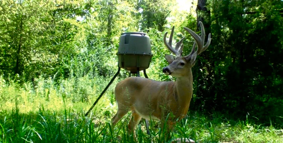 Tips for Attracting More Deer to Your Feeder
